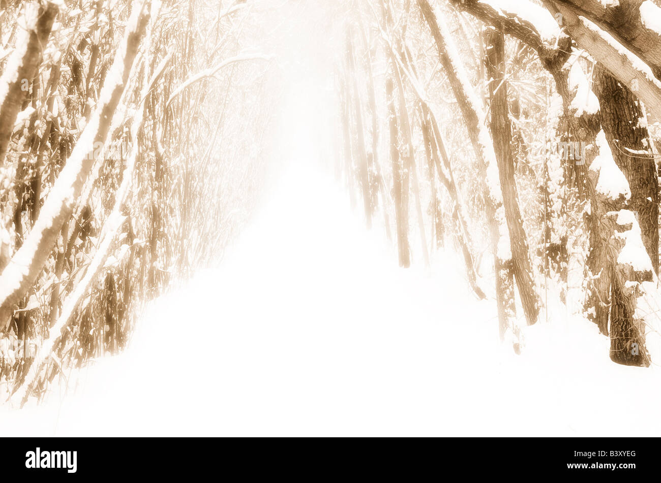 Verschneiten Pfad im Wald Stockfoto