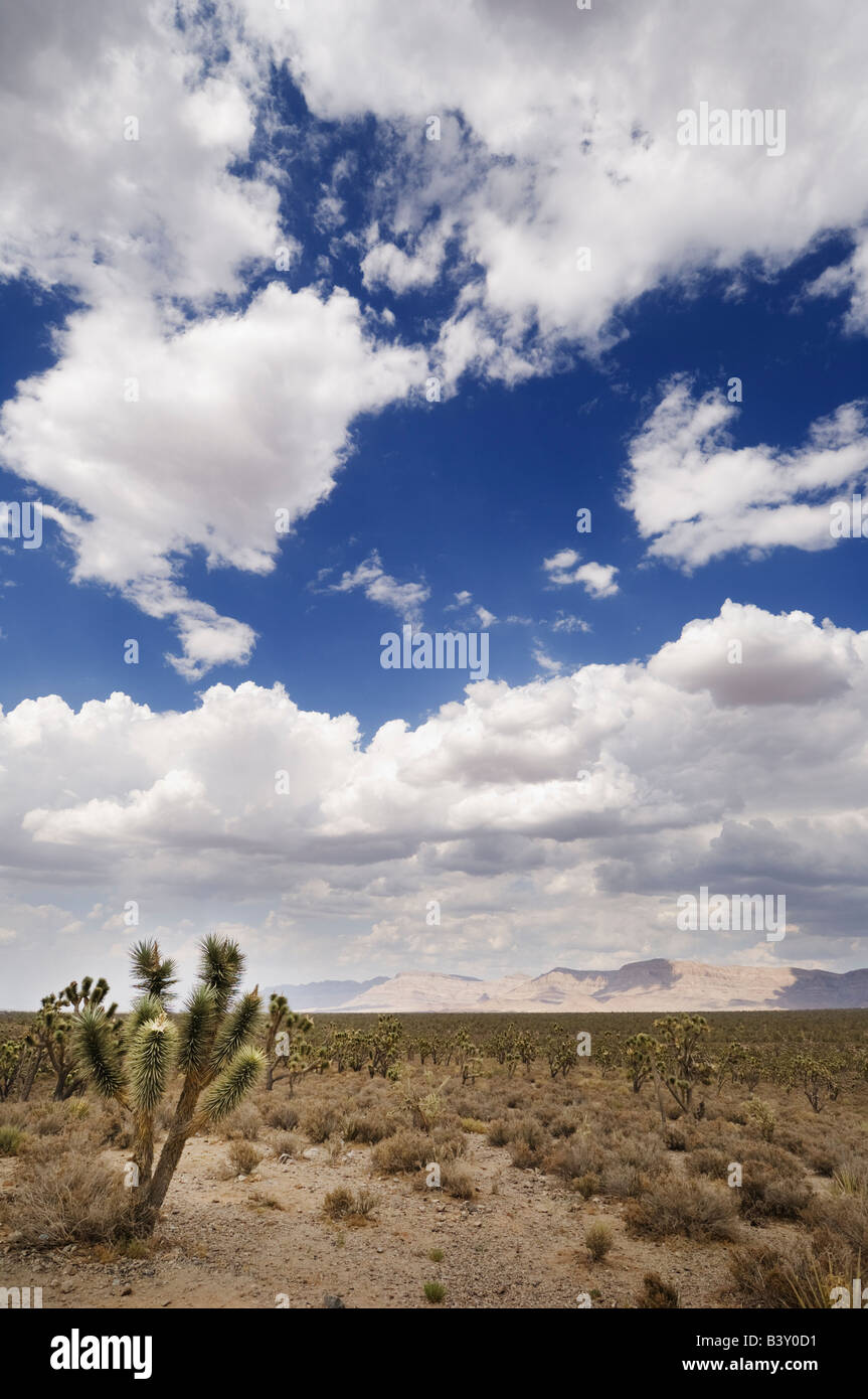 Feldweg in Grand Canyon, Arizona, USA. Stockfoto