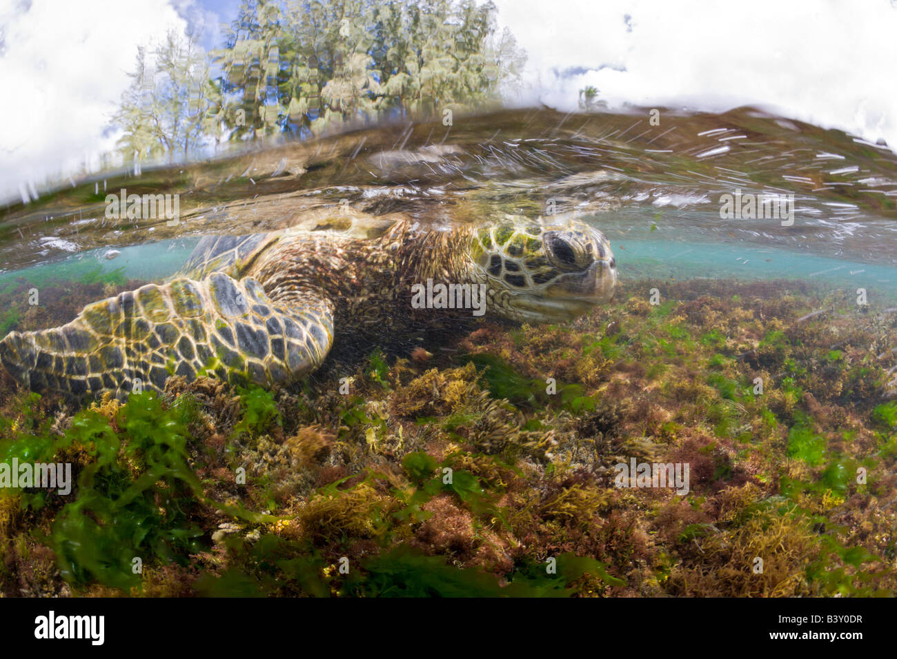 Grüne Schildkröte füttern Algas Chelonia Mydas Oahu Pazifik Hawaii USA Stockfoto