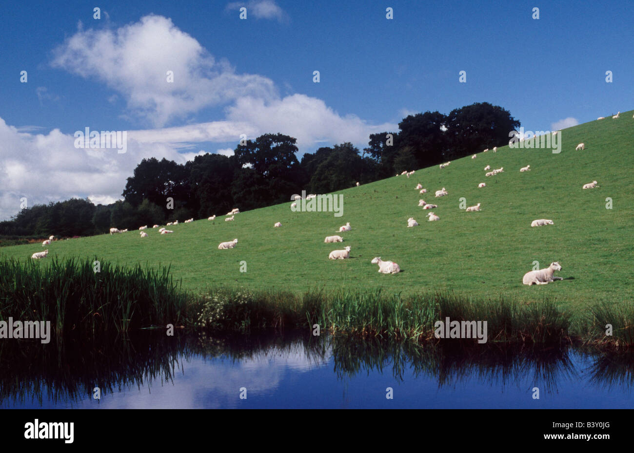 Montgomery-Kanal mit Schafen auf Hügel in der Nähe von Welshpool, Powys, Wales, Großbritannien, Vereinigtes Königreich, Europa Stockfoto