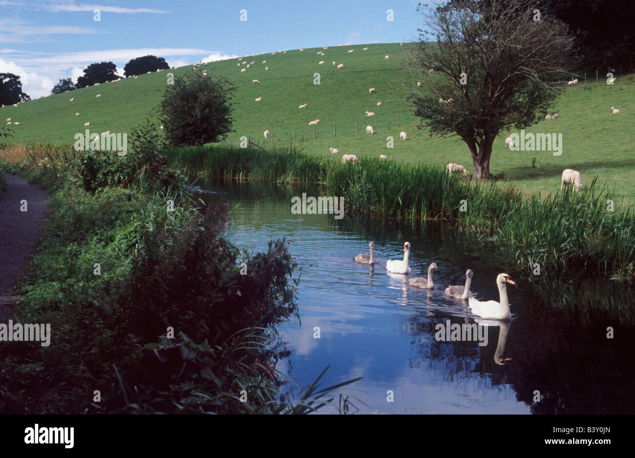 Familie von Schwänen auf dem Kanal Montgomery mit Schafen auf Hügel im Hintergrund, in der Nähe von Welshpool, Powys, Wales, Großbritannien Stockfoto