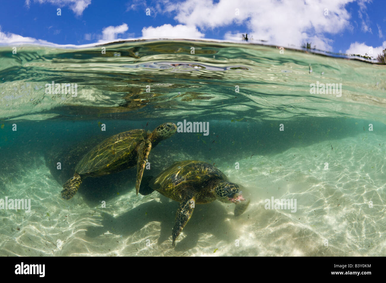 Grüne Meeresschildkröten Chelonia Mydas Oahu Pazifik Hawaii USA Stockfoto