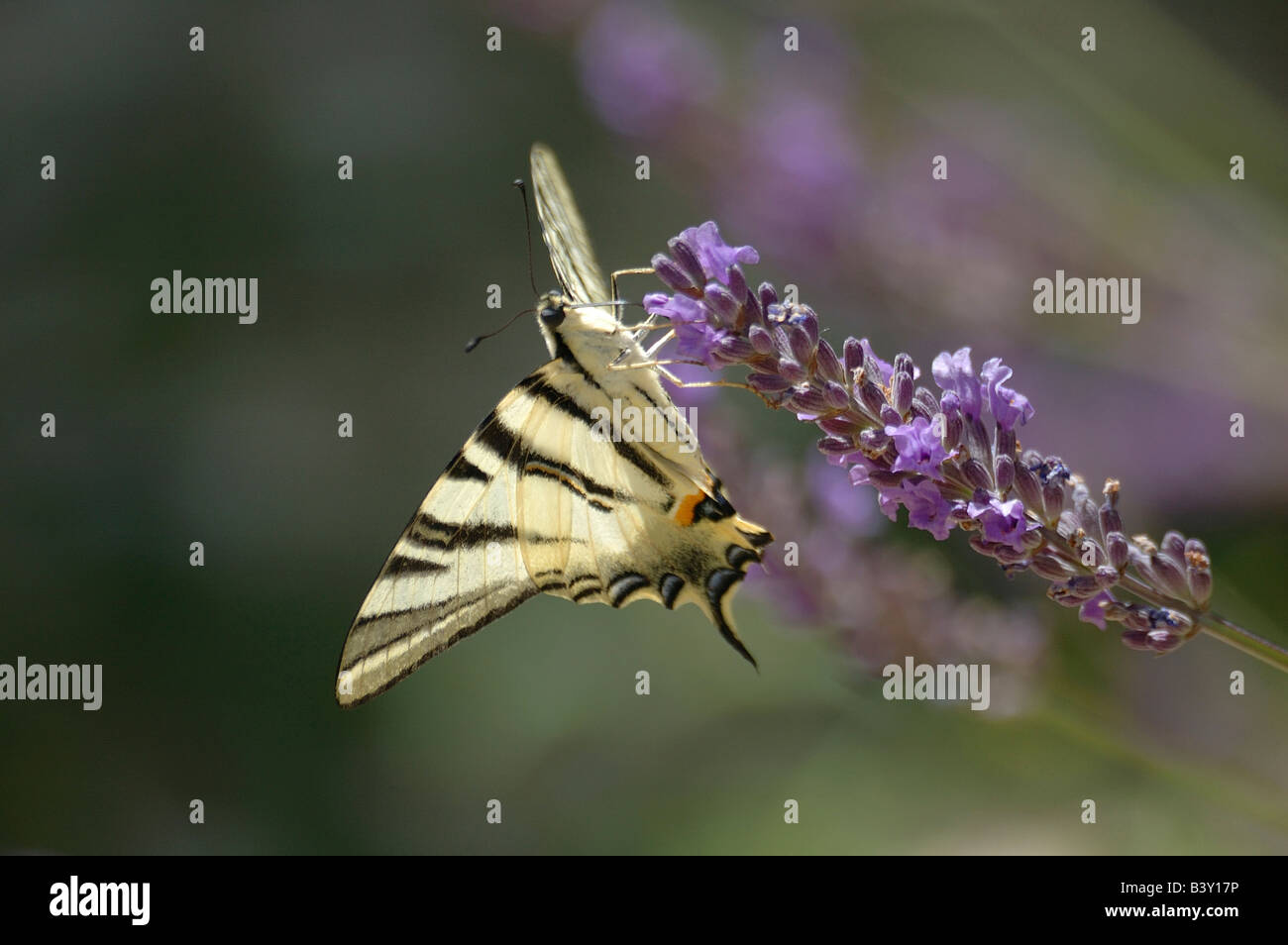 Der knappe Schwalbenschwanz Schmetterling findet sich in Gärten, Feldern und offenen Wäldern. Hier in Lavendelblüten in der Provence gesehen. Stockfoto