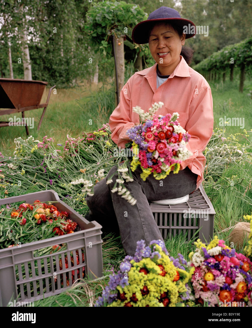 Asiatische Frau Montage bündeln von Blumen. Lathcoats Farm, Chelmsford, Essex, England, Vereinigtes Königreich. Stockfoto