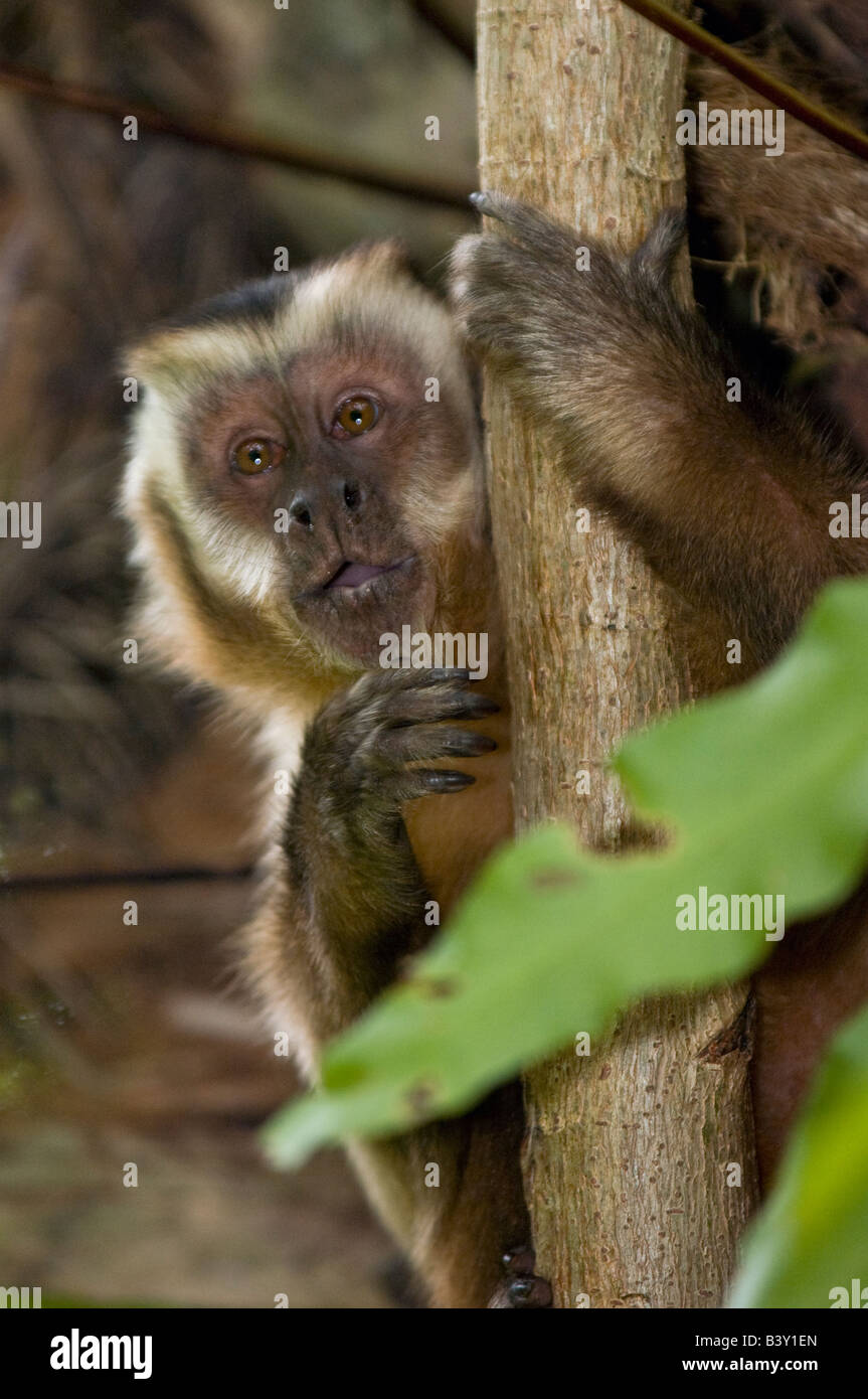 Brauner Kapuziner Affen Cebus Apella in Mato Grosso do Sul Brasilien Stockfoto