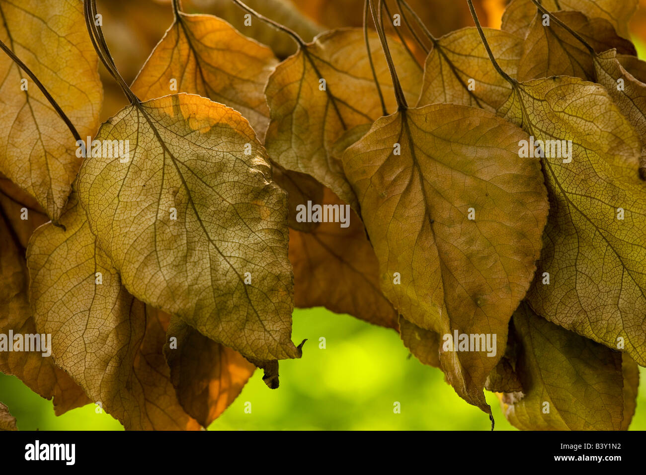 Tote Blätter Stockfoto