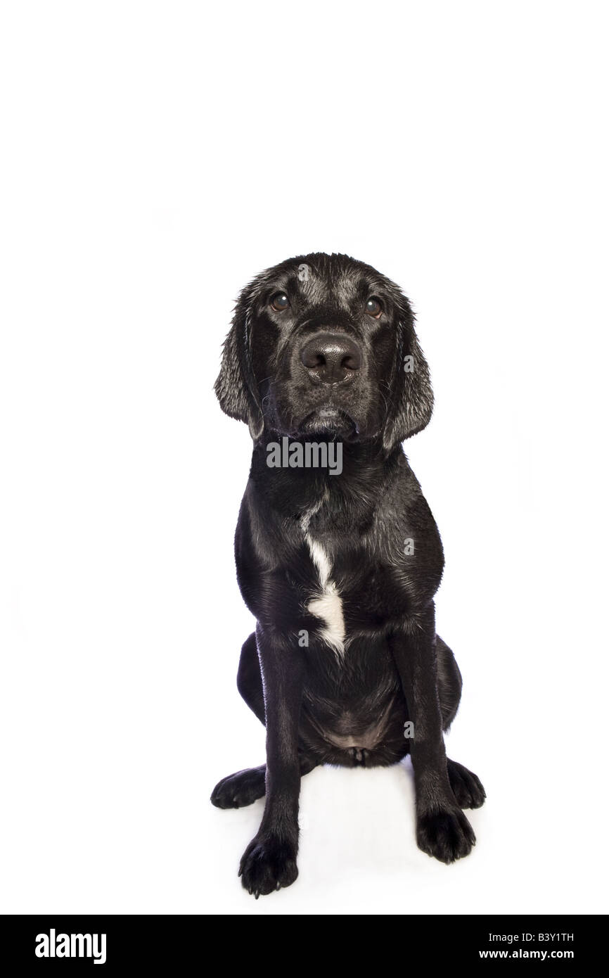Schwarze Labrador Retriever Hund isoliert auf weißem Hintergrund Stockfoto