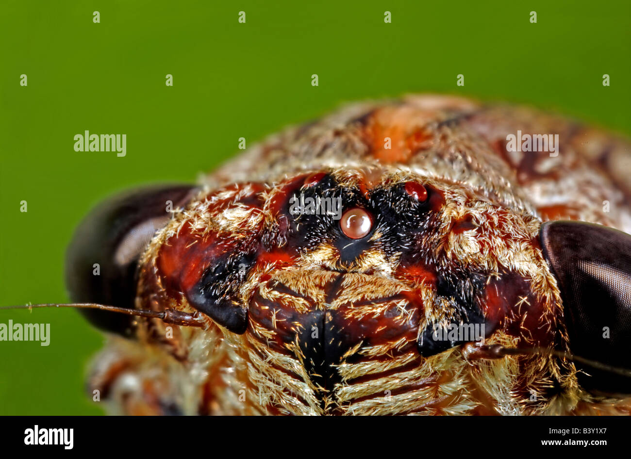Australische Zikade (Familie Cicadae), zeigen zwei große Facettenaugen und drei Ozellen, zwei kurze Antennen, Australien. Stockfoto