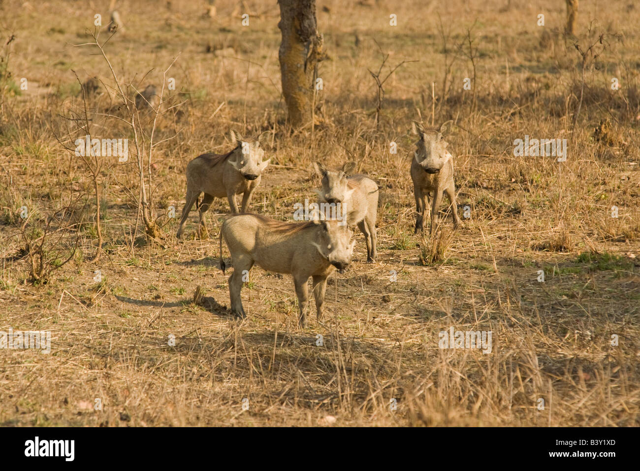 Warthogs Kafue Sambia Afrika Stockfoto