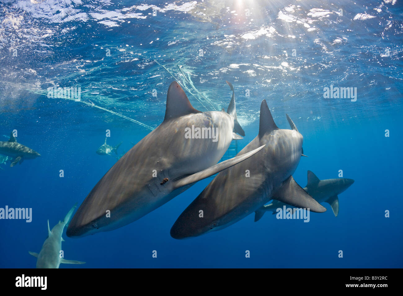 Galapagos Haie Carcharhinus Galapagensis Oahu Pazifik Hawaii USA Stockfoto