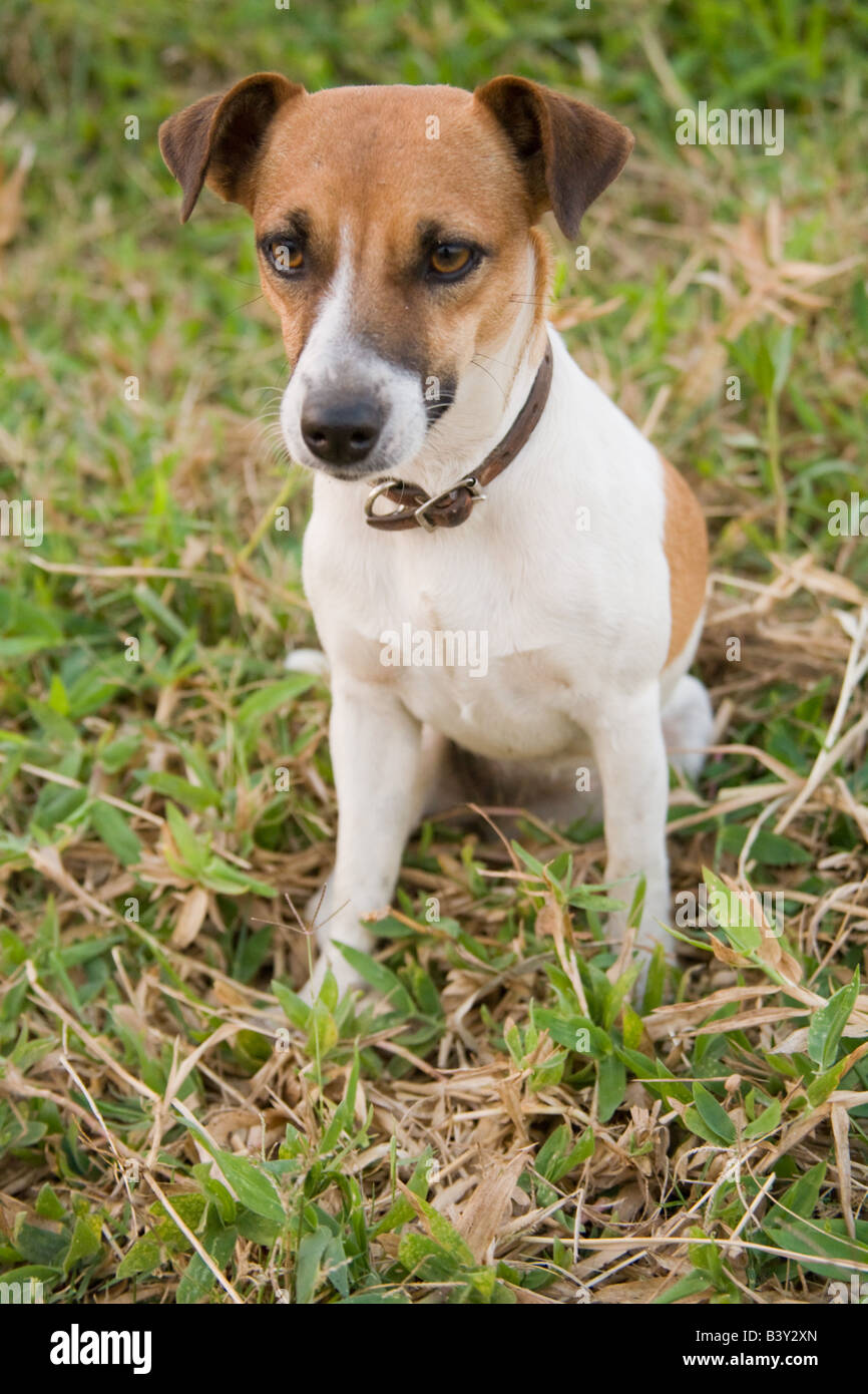 Jack Russell Hund Kafuie Sambia Afrika Stockfoto