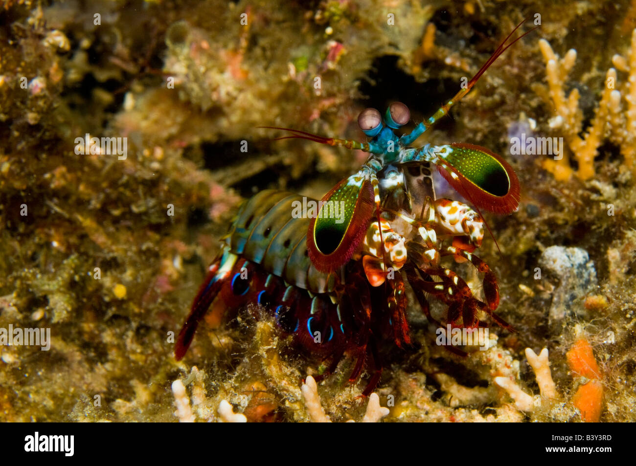 Fangschreckenkrebse Odontodactylus Scyllarus in Lembeh Strait Indonesien Stockfoto