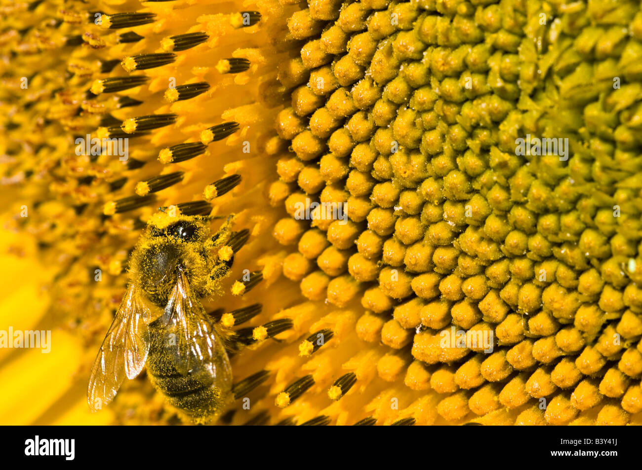 Eine Biene sammelt Pollen auf einer Sonnenblume Stockfoto