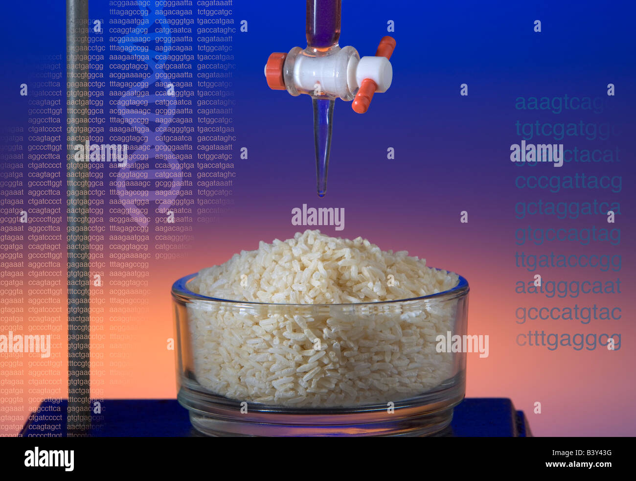 Eine konzeptionelle Schuss demonstrieren die Idee von gentechnisch verändertem Reis in einer Laborumgebung Stockfoto