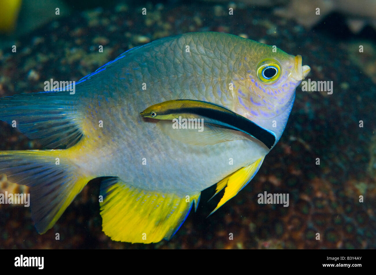 Sauberer Lippfisch Labroides Dimidiatus und goldener Riffbarsch Amblyglyphidodon Aureus in Lembeh Strait Indonesien Stockfoto