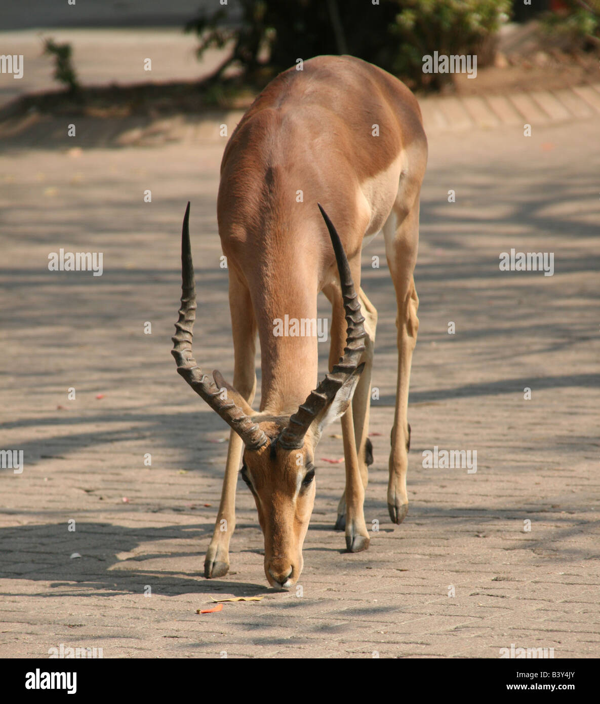 Ein Impala afrikanischen Antilope im Satara Restcamp, Krüger-Nationalpark Stockfoto