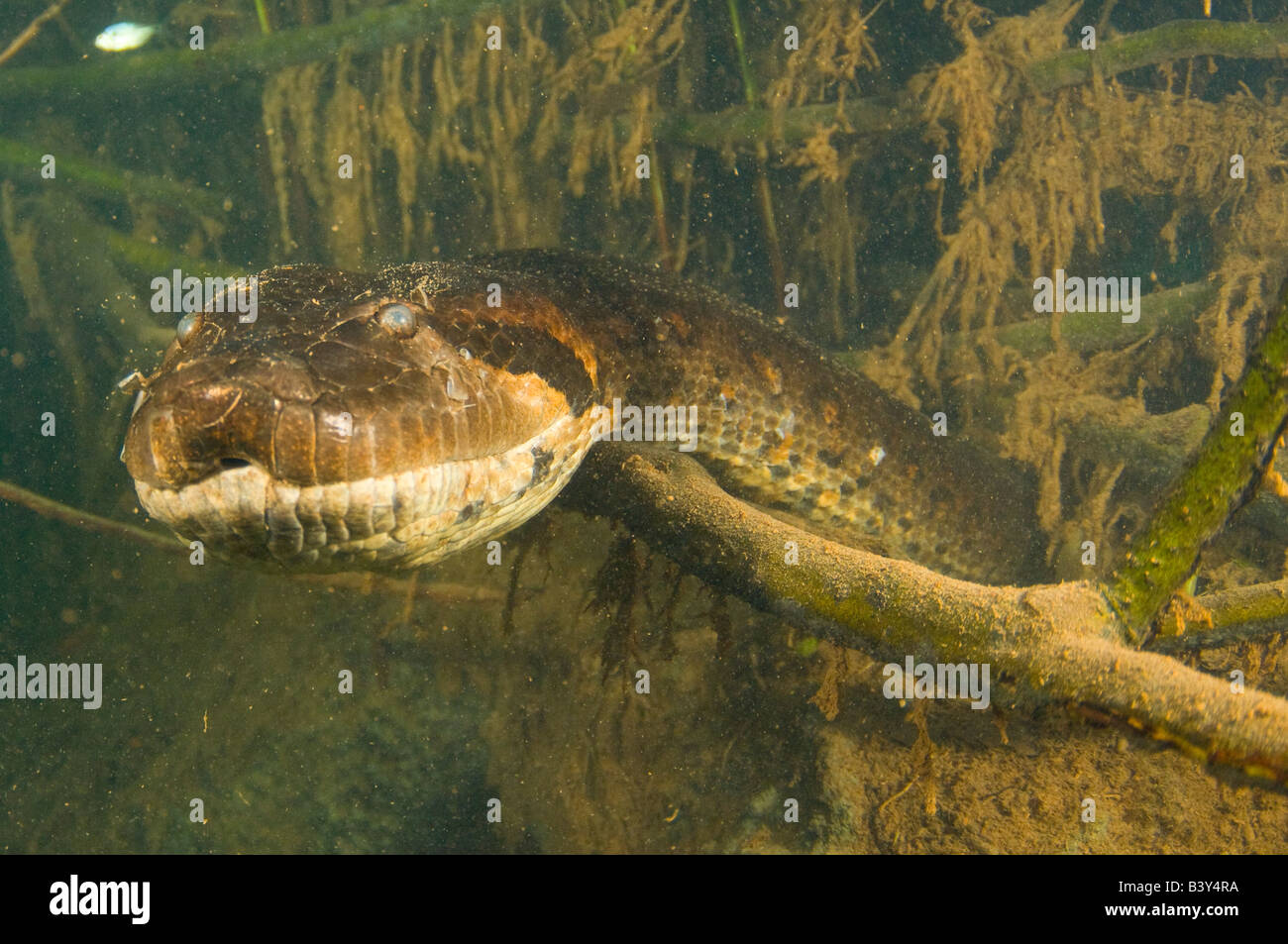 16 ft grüne Anakonda Eunectes Murinus unter Wasser fotografiert in Mato Grosso do Sul, Brasilien Stockfoto