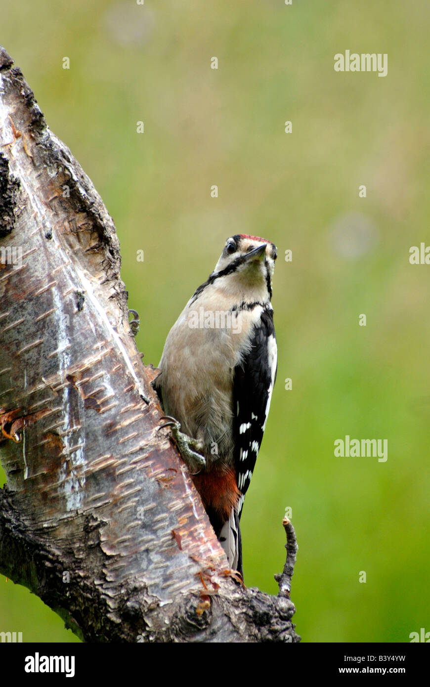 Buntspecht am Baum Stockfoto