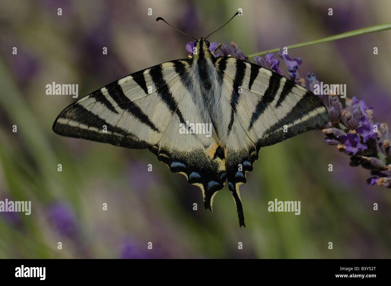 Der knappe Schwalbenschwanz Schmetterling findet sich in Gärten, Feldern und offenen Wäldern. Hier in Lavendelblüten in der Provence gesehen. Stockfoto