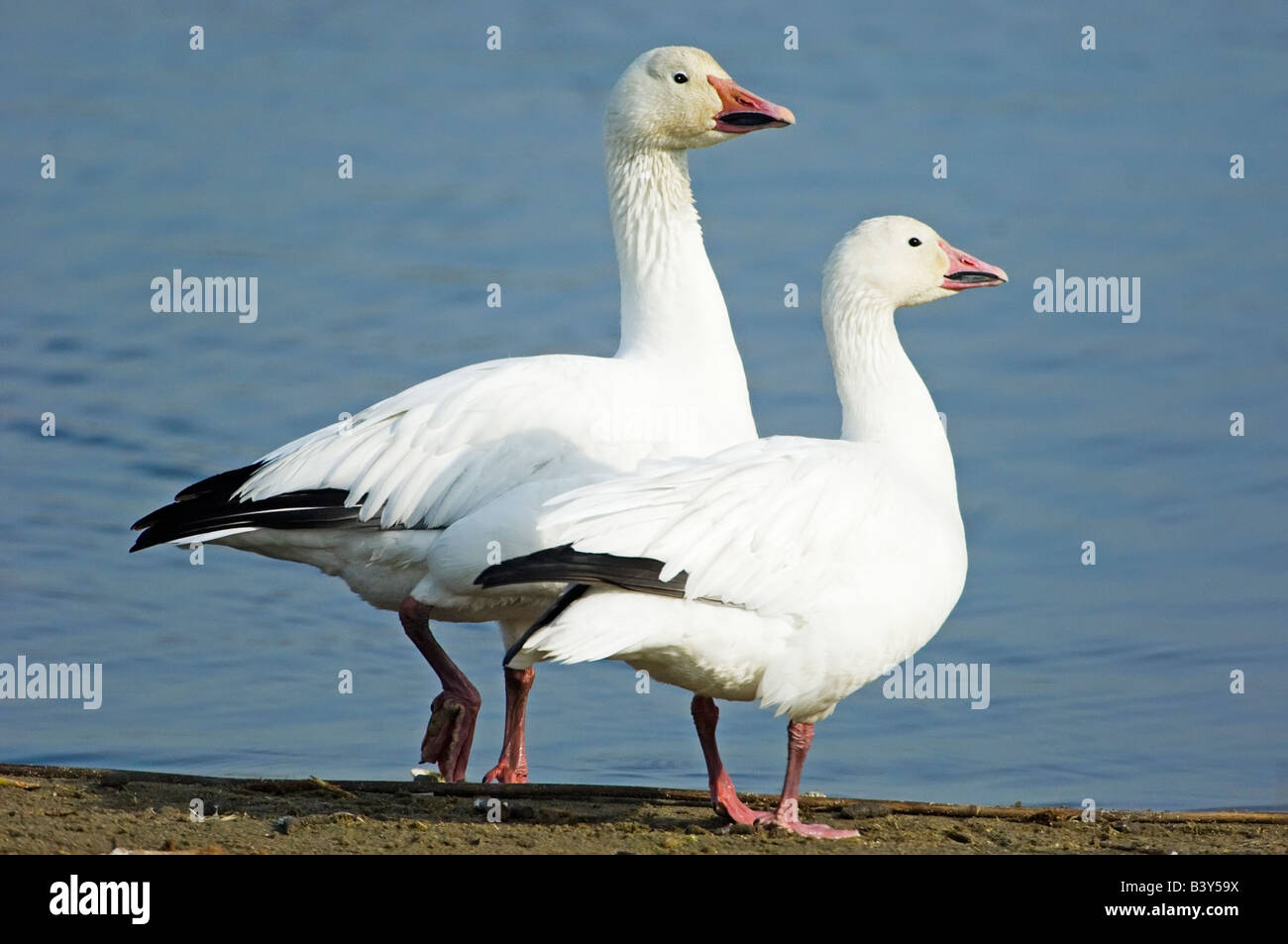 Schneegänse paar am Teich Stockfoto