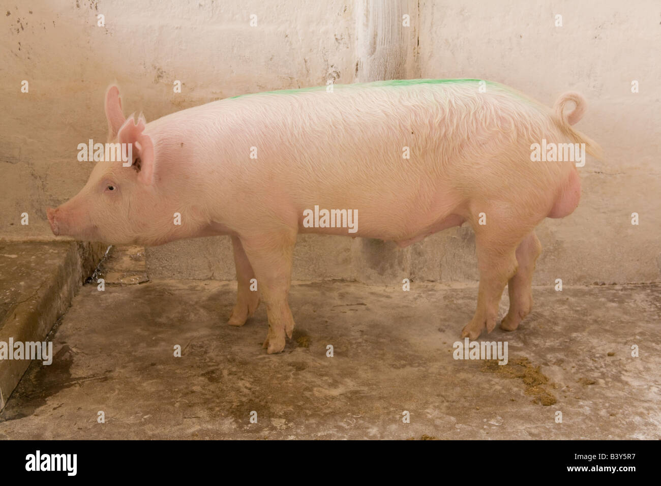 Zucht-Eber auf einer Schweinefarm in Kafuie Lusaka Sambia Afrika Stockfoto