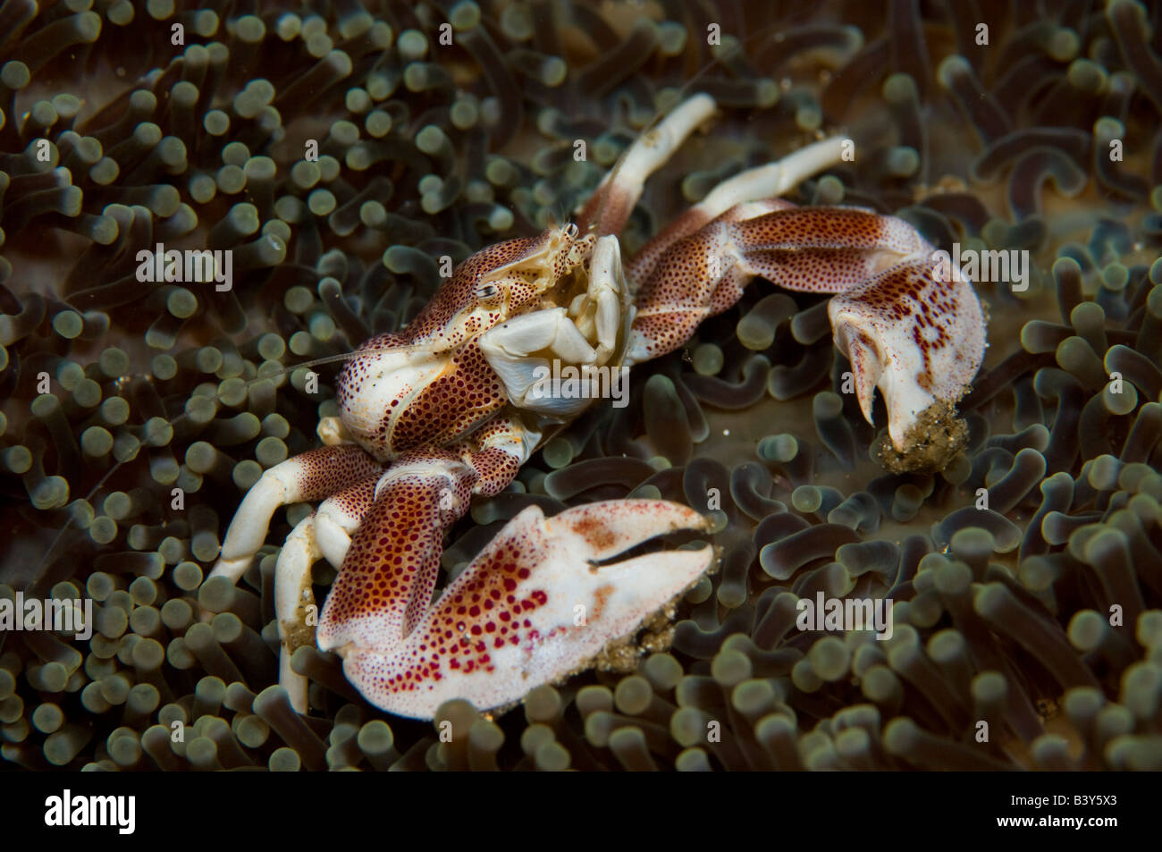 Anemone Krabbe Neopetrolisthes Ohshimai in Lembeh Strait Indonesien Stockfoto