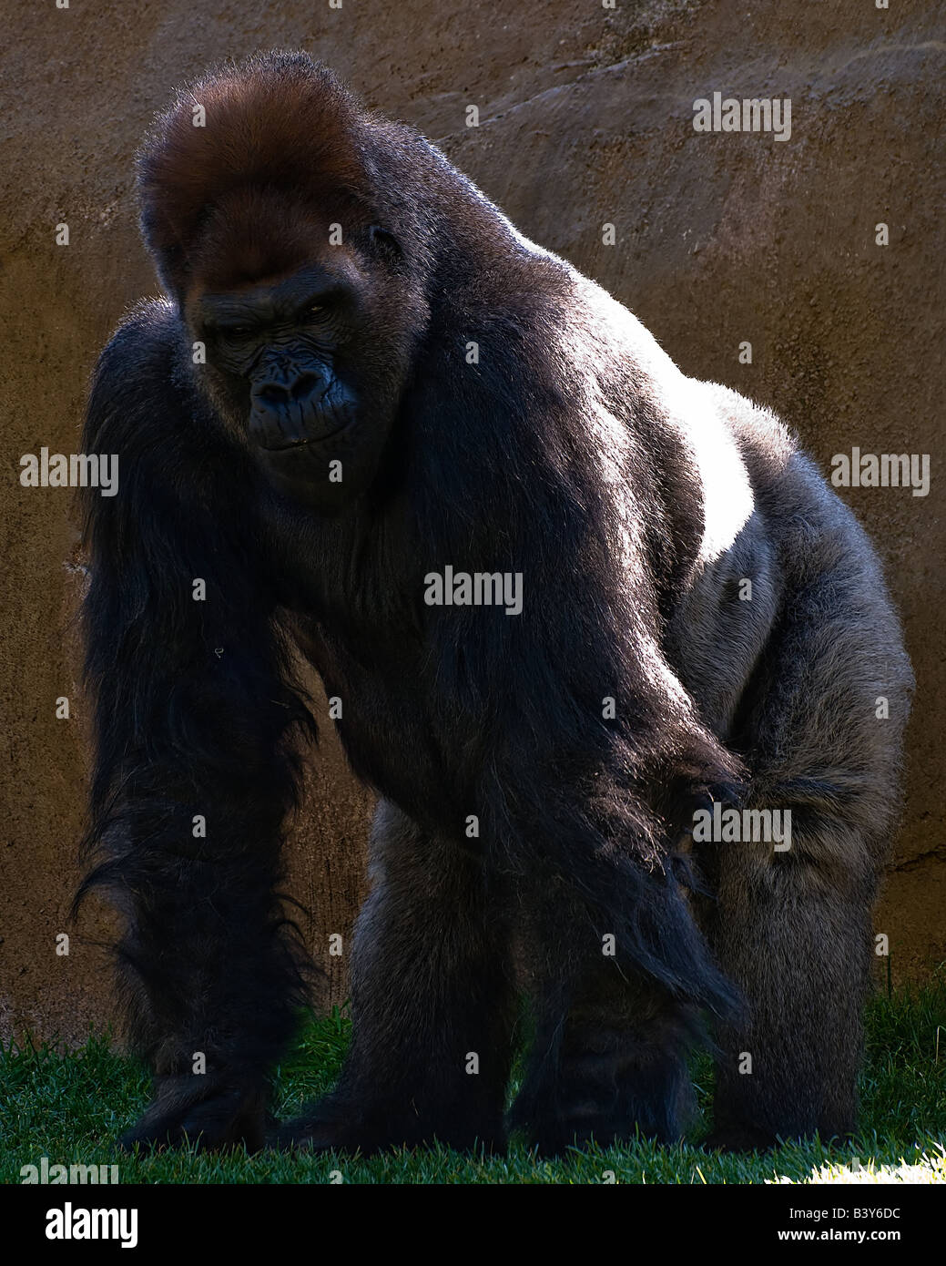 Erwachsenen männlichen gorilla Stockfoto