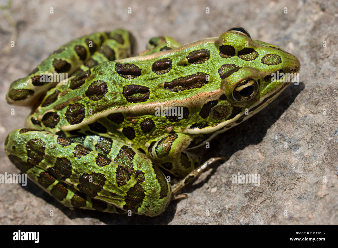 Leopard Frosch grün Amphibien Stockfoto