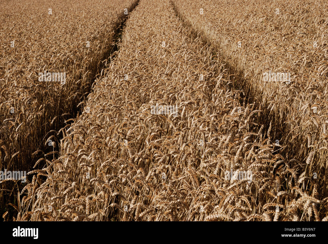 Parallele Linien in Weizen Feld Callow Hill Shropshire England Stockfoto