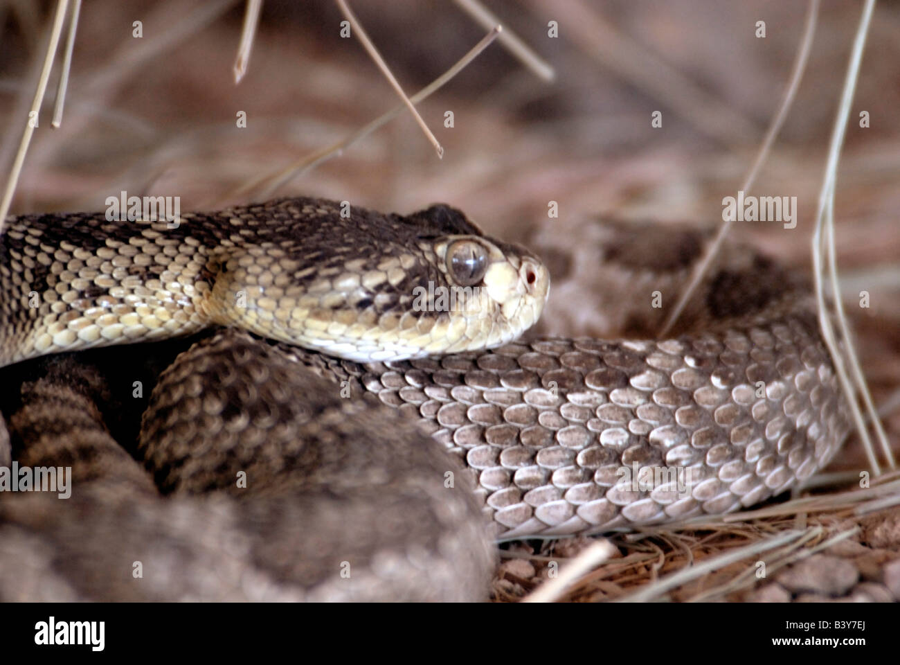 USA, Arizona, Tucson. Arizona-Sonora Desert Museum. Klapperschlange, gefangen. Stockfoto