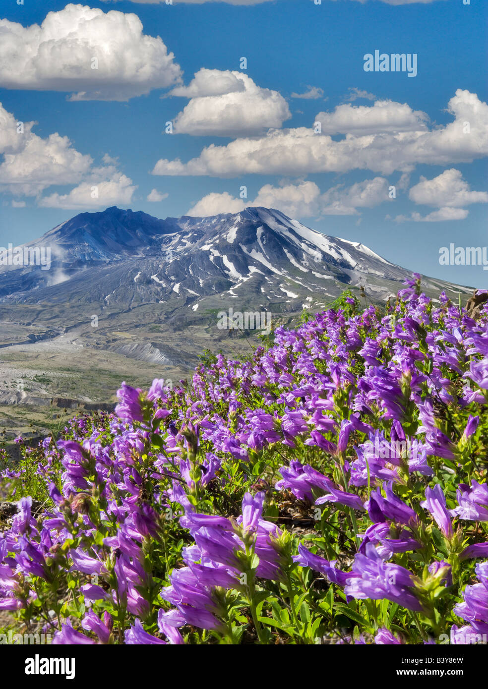 Lila Penstenon und Mt. St. Helens Washington Stockfoto