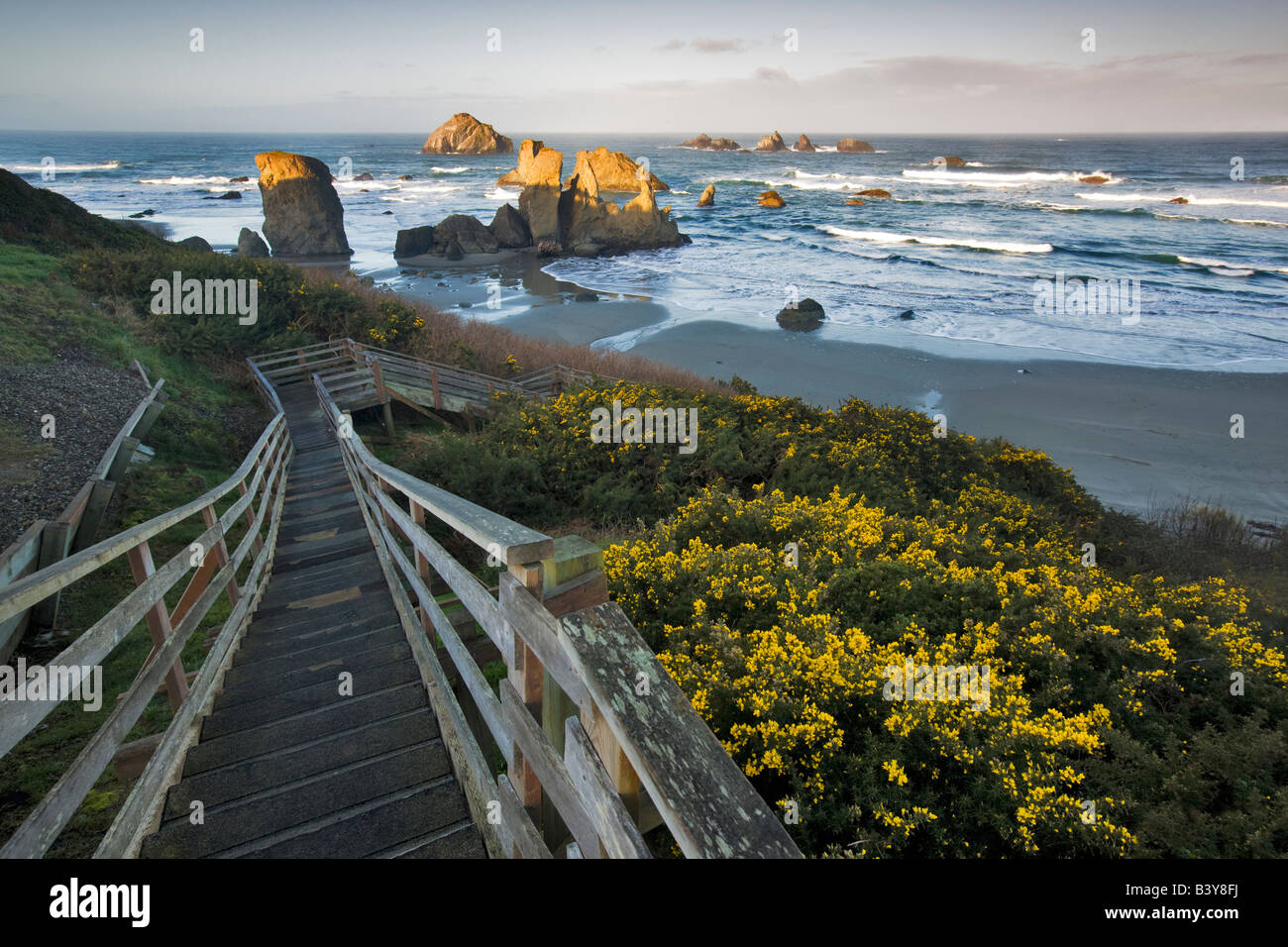 Schritte zum Meer mit Ginster blühen in Bandon, Oregon Stockfoto