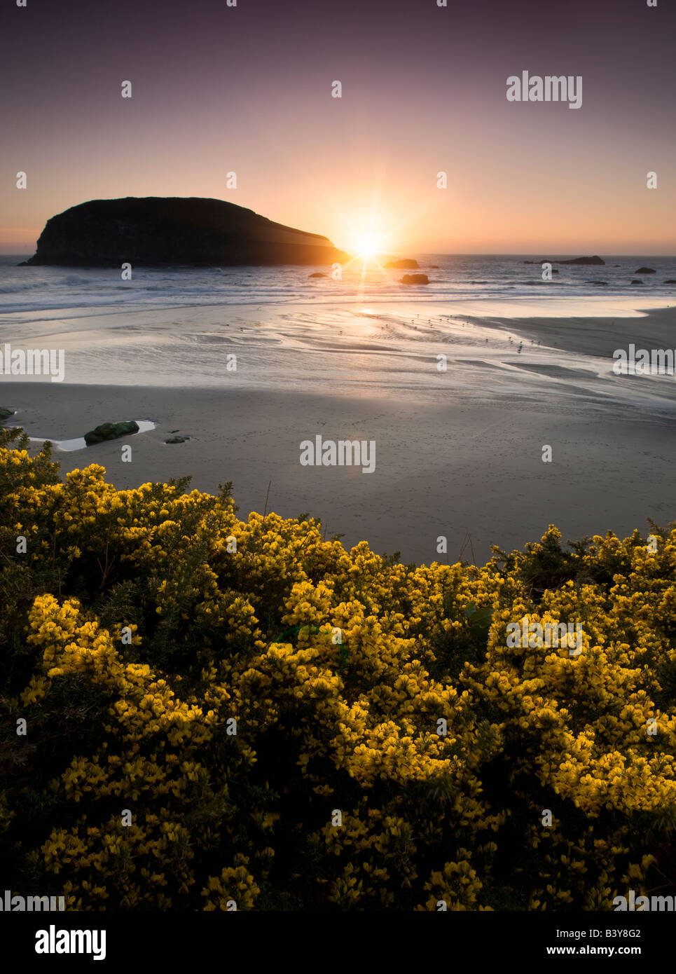 Sonnenuntergang und Ginster Wildblumen an Harris Beach State Park-Oregon Stockfoto