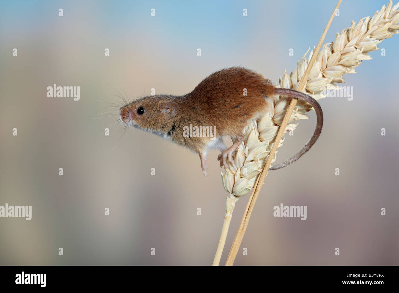 Ernte Maus Micromys Minutus auf Weizen alert Potton Bedfordshire suchen Stockfoto