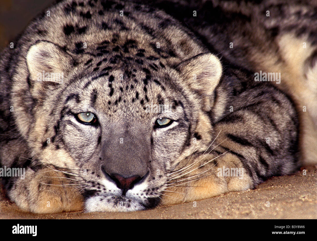 USA, California, Los Angeles zählen. Nahaufnahme von Snow Leopard auf Wildlife Waystation Tierrettung Anlage. Stockfoto
