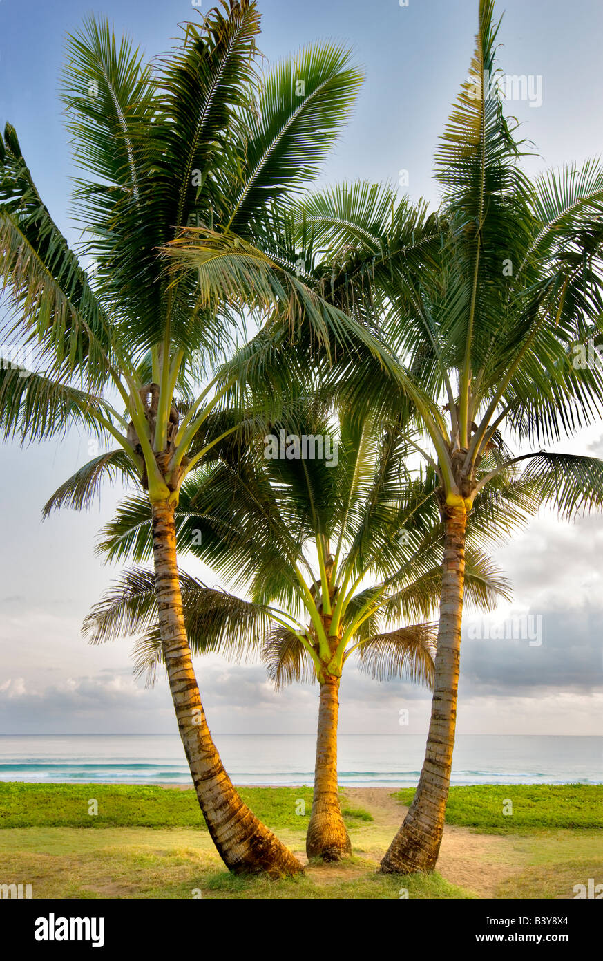 Drei Palmen in Hanalei Bay Kauai Hawaii Stockfoto