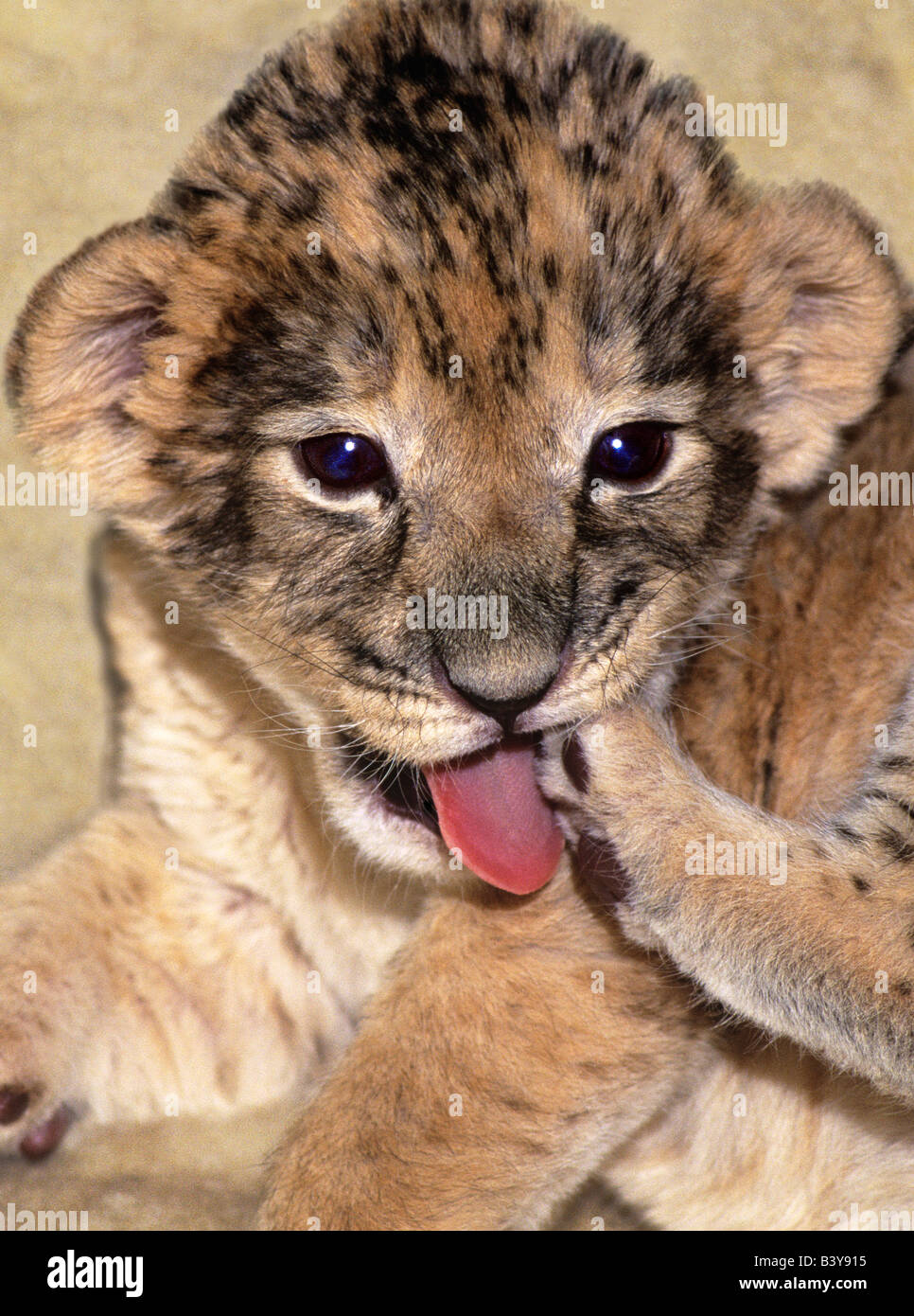 USA, California, Los Angeles County. Afrikanische Löwenjunges mit Fuß an Wildlife Waystation spielen. (Wildlife Rescue) Stockfoto