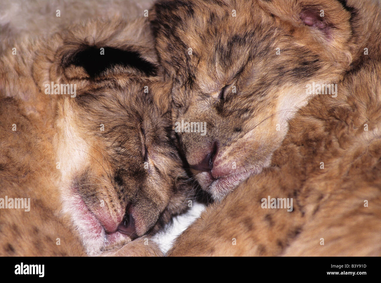 USA, California, Los Angeles County. Nahaufnahme von zwei schlafenden Löwen-Babys im Wildlife Waystation. (Wildlife Rescue) Stockfoto