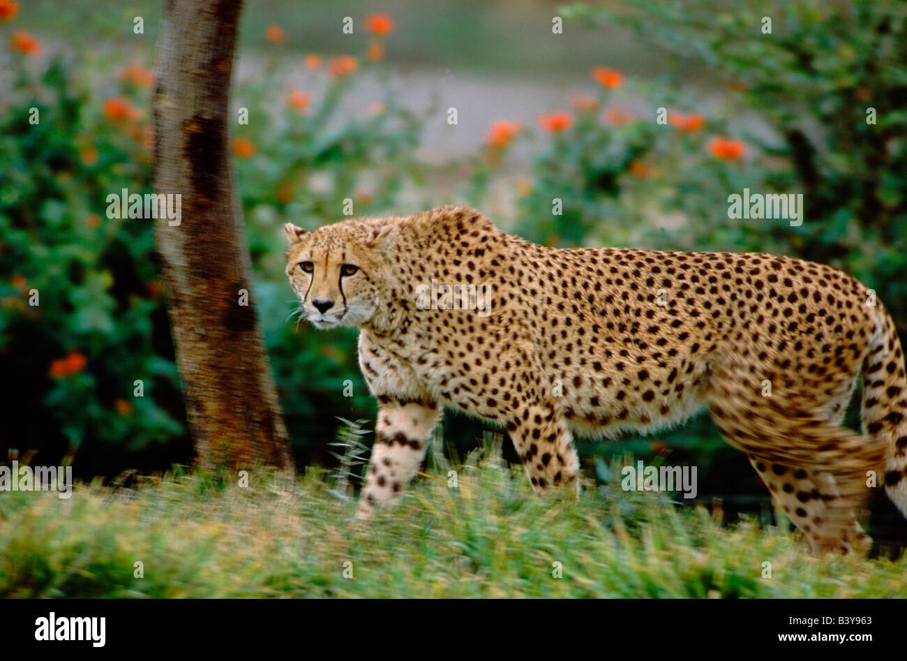 Nordamerika, USA, Kalifornien, San Diego. Wild Animal Park, Cheetah. CAPTIVE: Acinonyx jubatus Stockfoto