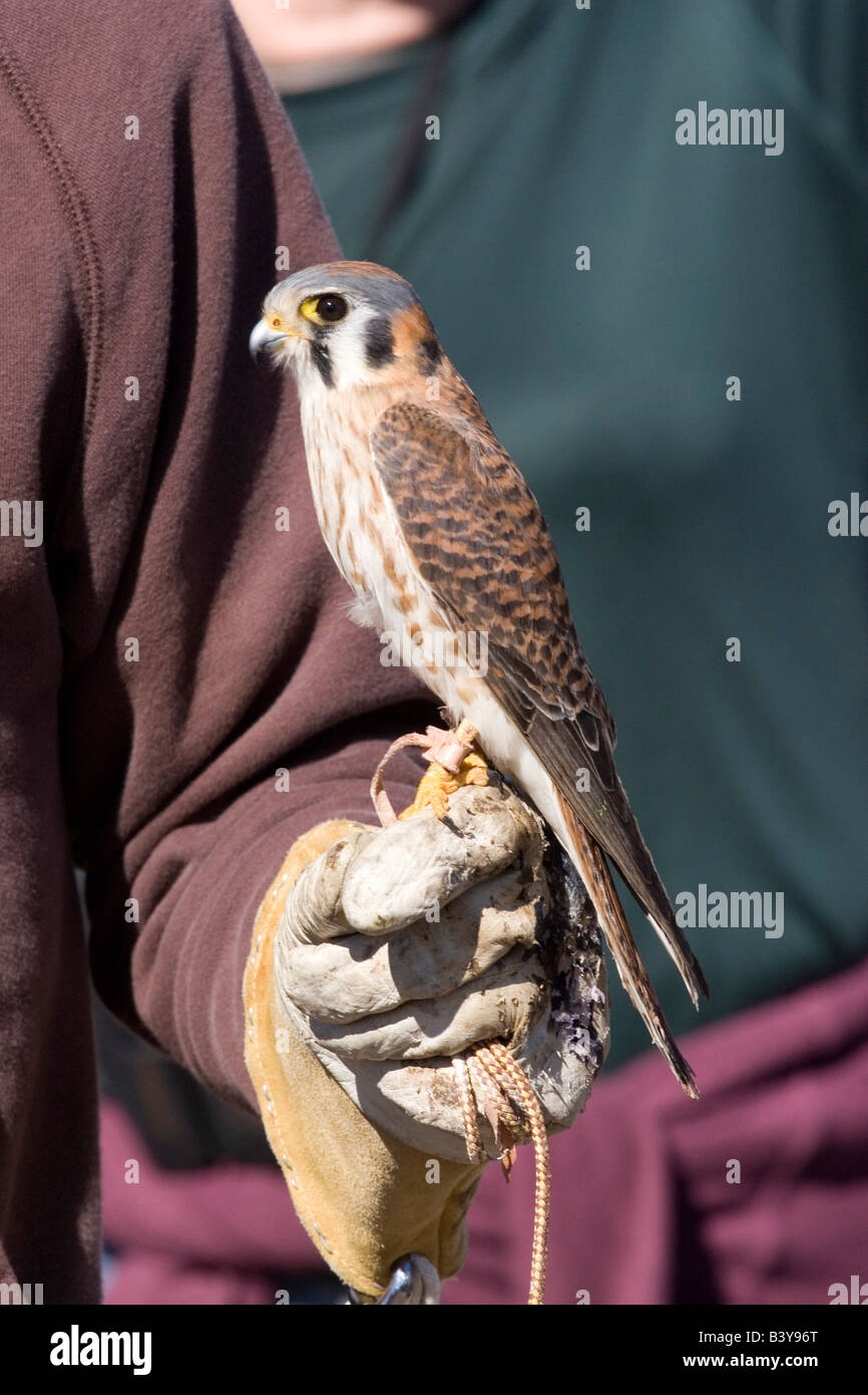 American Kestrel im Bildungsprogramm in San Diego County.Captured ausgestellt und veröffentlicht. Stockfoto