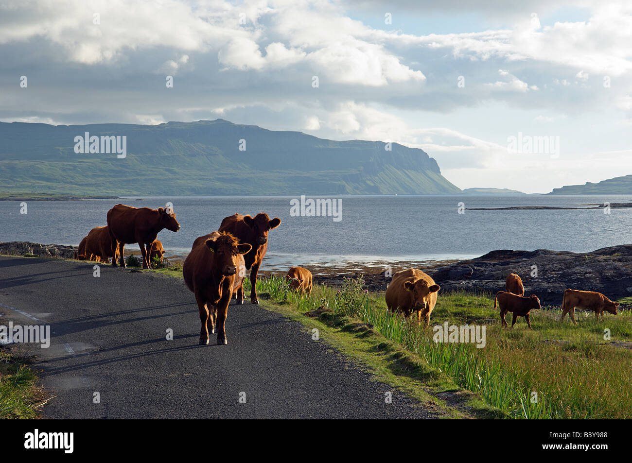 Schottland, Hebriden, Mull. Luing Rinder frei herumlaufen, entlang der Ufer von Loch Na Keal Stockfoto