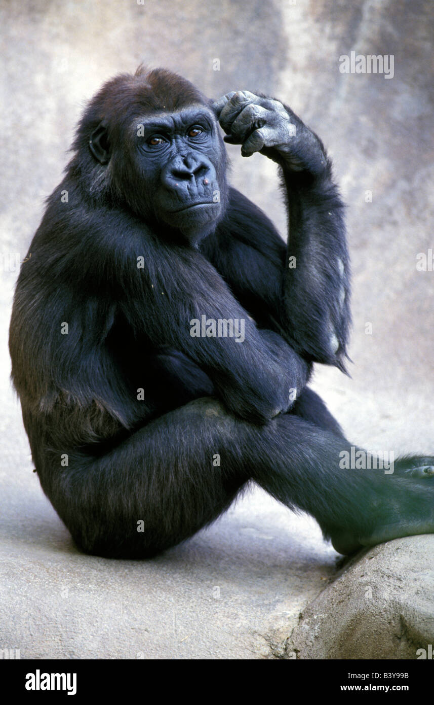 Nordamerika, Kalifornien, San Diego, San Diego Zoo. Flachlandgorilla, gefangen Stockfoto