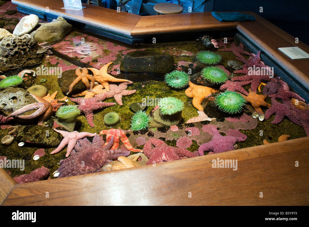 Anemonen und Seesterne an Oregon Coast Aquarium Newport Oregon Stockfoto