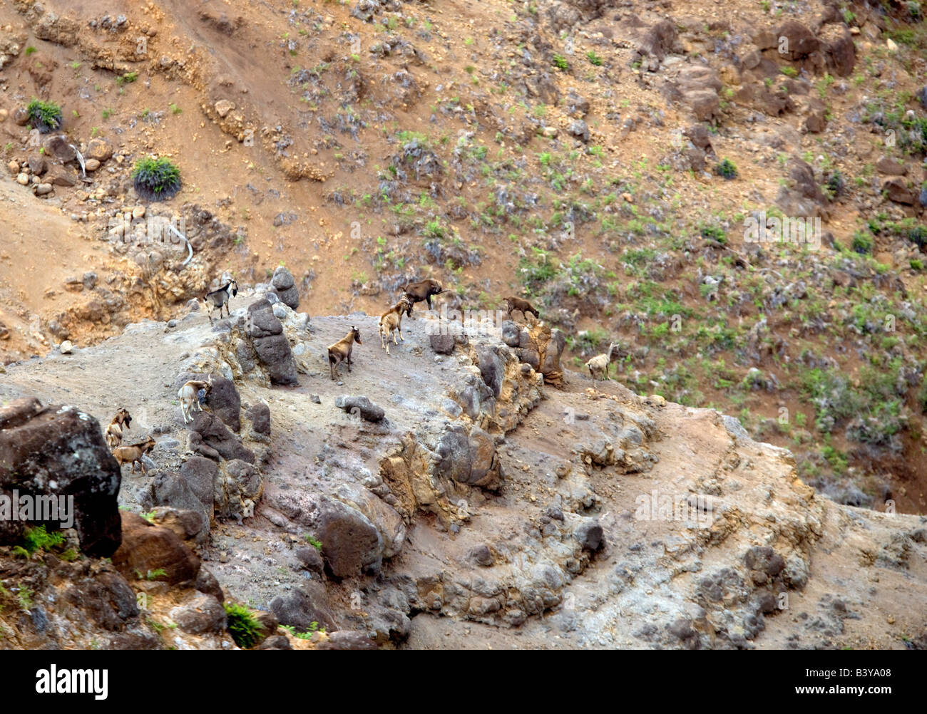 Wildziegen Waimea Canyon Koke e State Park Kauai Hawaii Stockfoto