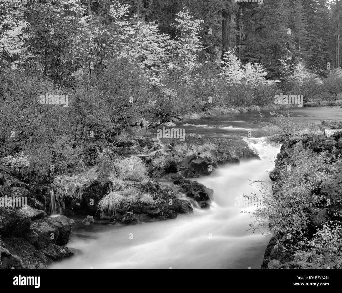 Rogue River und fallen Farbe Wild Rogue River und Scenic River Oregon Stockfoto