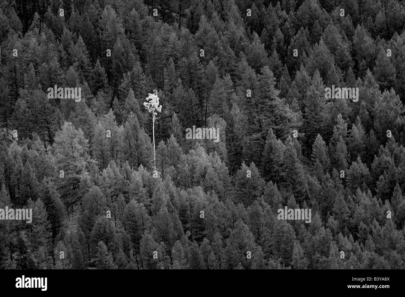 Einsamer Herbst gefärbt aspen unter den immergrünen Wald. Wyoming Stockfoto