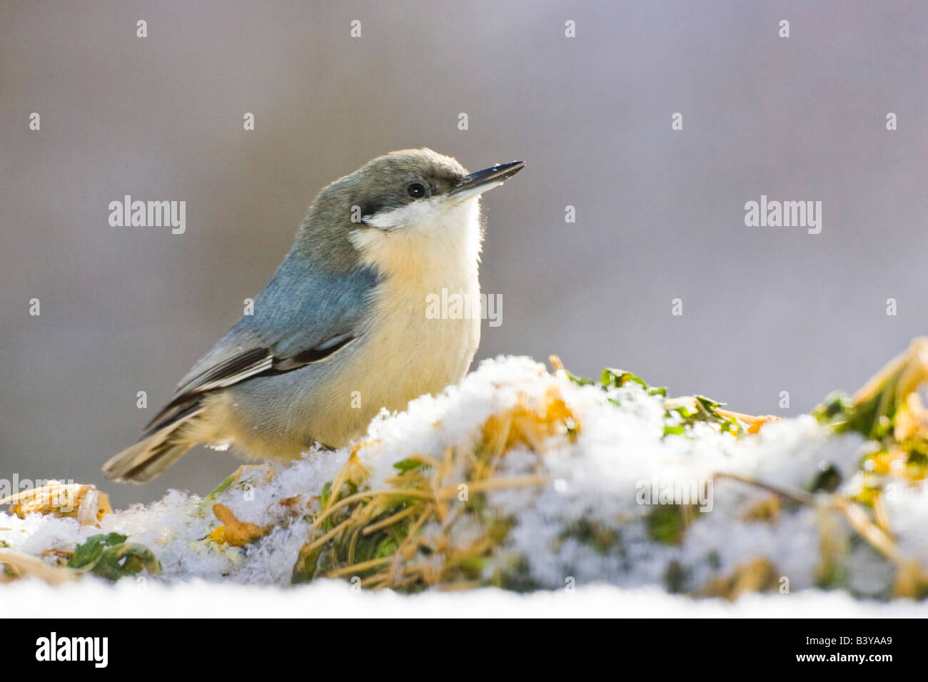 USA, Colorado, Frisco. Nahaufnahme der Pygmäen Kleiber auf tief verschneiten Vegetation. Stockfoto