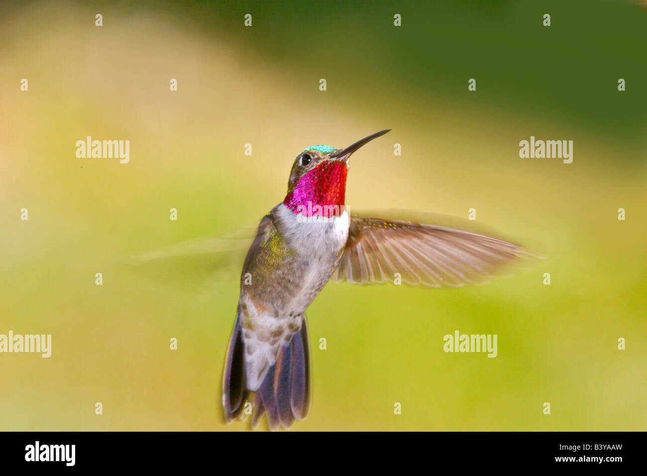 USA, Colorado, Frisco. Frontalansicht des männlichen breit-tailed Kolibri im Flug. Stockfoto