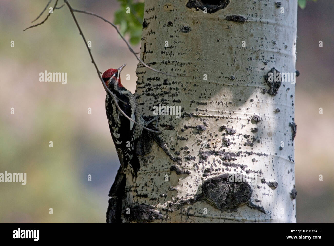 Nordamerika - USA - Colorado - Rocky Mountain Nationalpark. Rot-Himalaja-Sapsucker - Sphyrapicus nuchalis Stockfoto