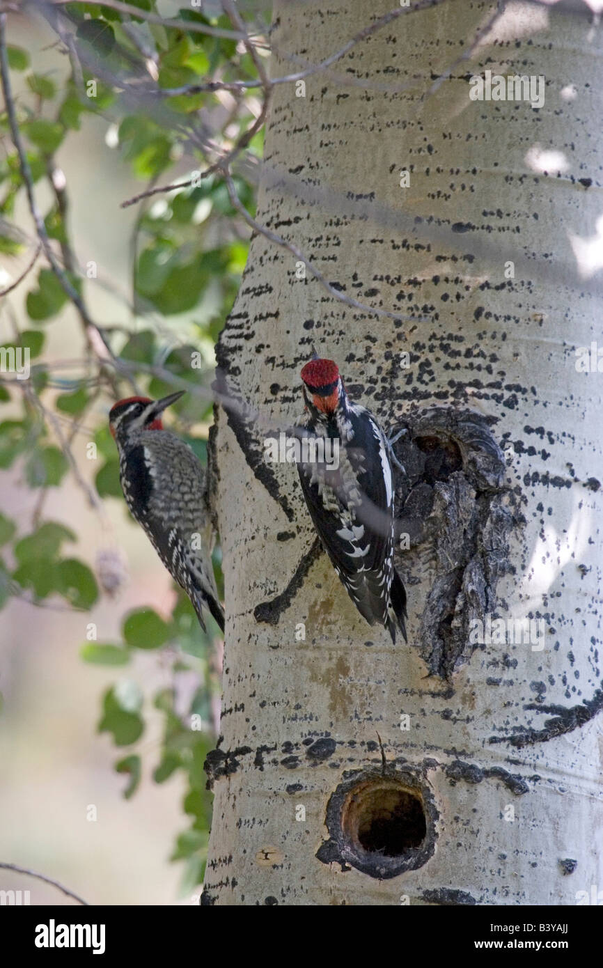 Nordamerika - USA - Colorado - Rocky Mountain Nationalpark. Rot-Himalaja-Sapsucker - Sphyrapicus nuchalis Stockfoto